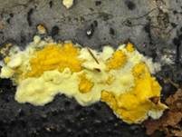 Flacher Kugelpustelschichtpilz, Foto 24