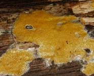 Flacher Kugelpustelschichtpilz, Foto 26