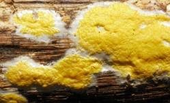 Flacher Kugelpustelschichtpilz, Foto 27