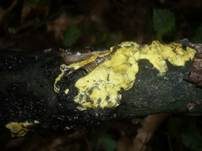 Flacher Kugelpustelschichtpilz, Foto 8