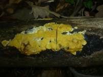 Flacher Kugelpustelschichtpilz, Foto 9