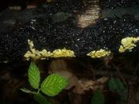 Flacher Kugelpustelschichtpilz, Foto 10