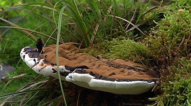 Flacher Lackporling, Foto 3