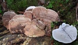 Flacher Lackporling, Foto 17