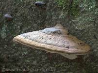 Flacher Lackporling, Foto 18