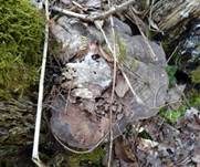 Flacher Lackporling, Foto 20