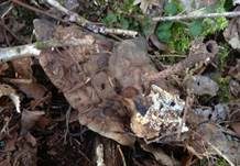 Flacher Lackporling, Foto 21
