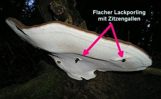 Flacher Lackporling, Foto 4