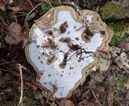 Flacher Lackporling, Foto 22