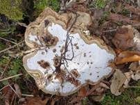 Flacher Lackporling, Foto 23