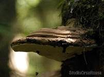Flacher Lackporling, Foto 33