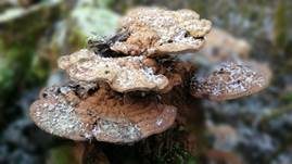 Flacher Lackporling, Foto 36