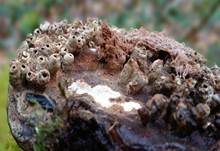 Flacher Lackporling, Foto 39