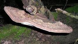Flacher Lackporling, Foto 42