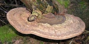 Flacher Lackporling, Foto 43