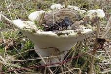Flacher Lackporling, Foto 44