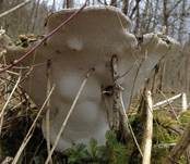 Flacher Lackporling, Foto 45
