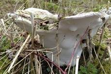 Flacher Lackporling, Foto 46