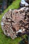 Flacher Lackporling, Foto 47