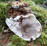 Flacher Lackporling, Foto 50