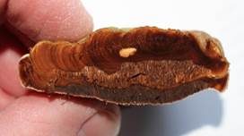 Flacher Lackporling, Foto 51