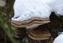 Flacher Lackporling, Foto 54
