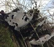 Flacher Lackporling, Foto 56