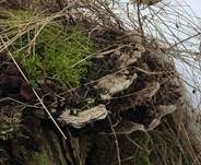 Flacher Lackporling, Foto 57
