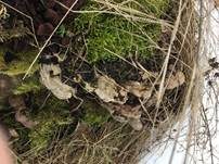 Flacher Lackporling, Foto 58