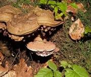 Flacher Lackporling, Foto 59