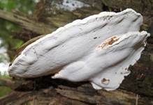 Flacher Lackporling, Foto 62