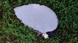Flacher Lackporling, Foto 66