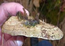 Flacher Lackporling, Foto 68