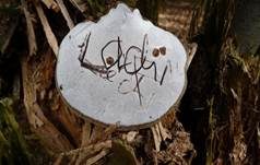 Flacher Lackporling, Foto 10