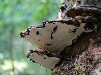 Flacher Lackporling, Foto 11