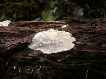 Flacher Porenschwamm, Foto 5