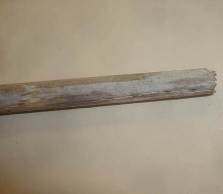 Flacher Schichtpilz, Foto 2
