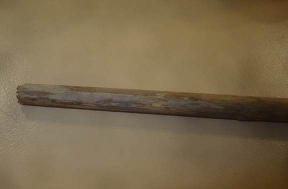 Flacher Schichtpilz, Foto 3