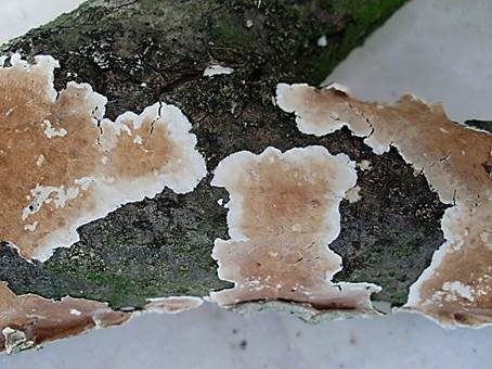 Ablösender Rindenpilz, Foto 2