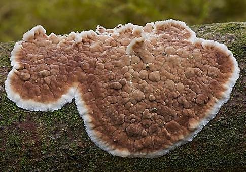 Ablösender Rindenpilz, Foto 3