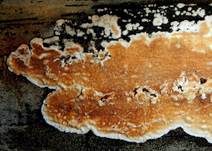 Ablösender Rindenpilz, Foto 14