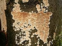 Ablösender Rindenpilz, Foto 15