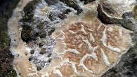 Ablösender Rindenpilz, Foto 17