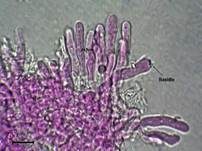 Ablösender Rindenpilz, Foto 23
