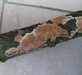 Ablösender Rindenpilz, Foto 5