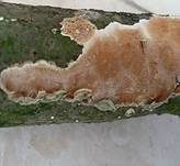 Ablösender Rindenpilz, Foto 8