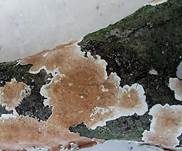 Ablösender Rindenpilz, Foto 9