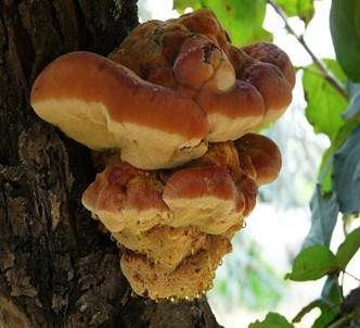 Flacher Schillerporling, Foto 2