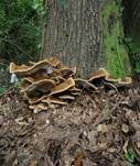 Flacher Schillerporling, Foto 13
