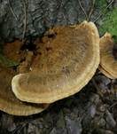 Flacher Schillerporling, Foto 14